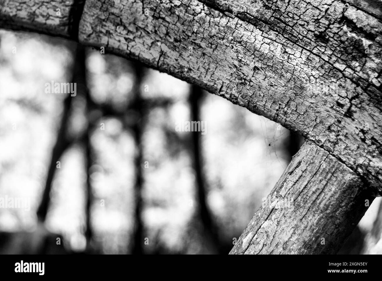 Gros plan texture abstraite de bois fissuré en noir et blanc Banque D'Images