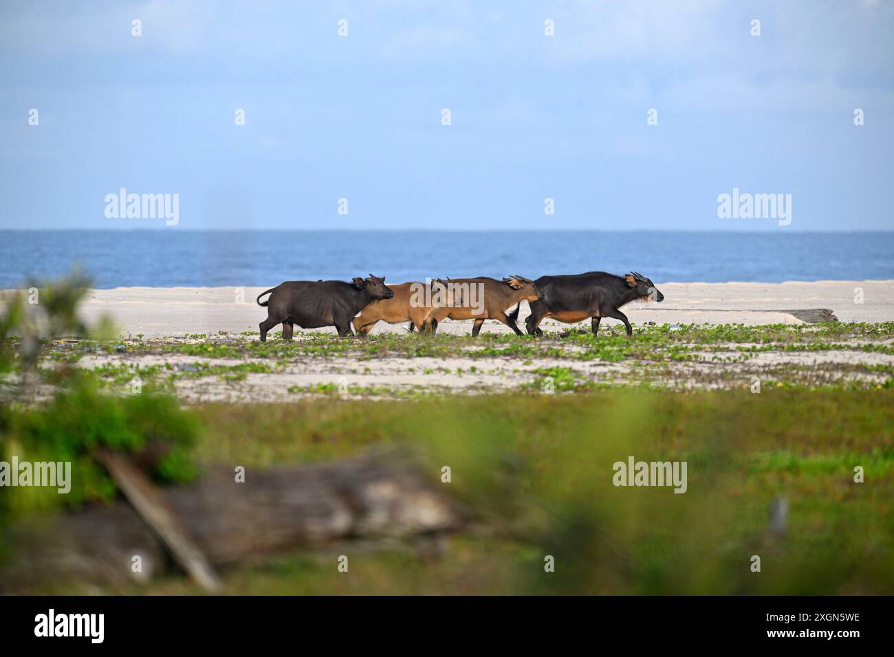 Buffle rouge ou buffle des forêts (Syncerus nanus) sur la plage, petit Loango, Parc National de Loango, Parc National de Loango, Province d'Ogooue-maritime Banque D'Images