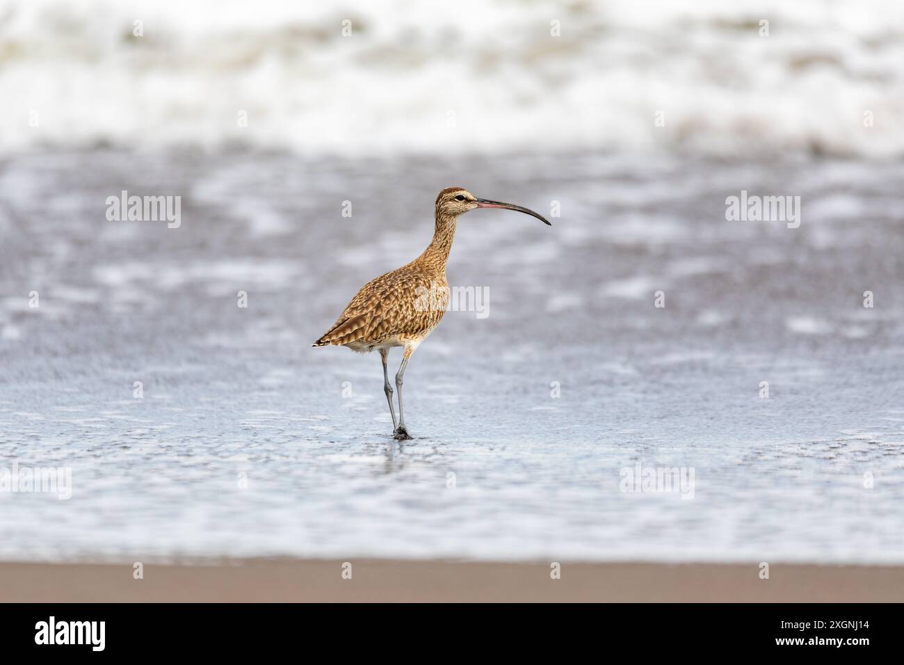 Eurasien ou méchant commun, Numenius phaeopus. Tortuguero, faune et observation des oiseaux au Costa Rica. Banque D'Images