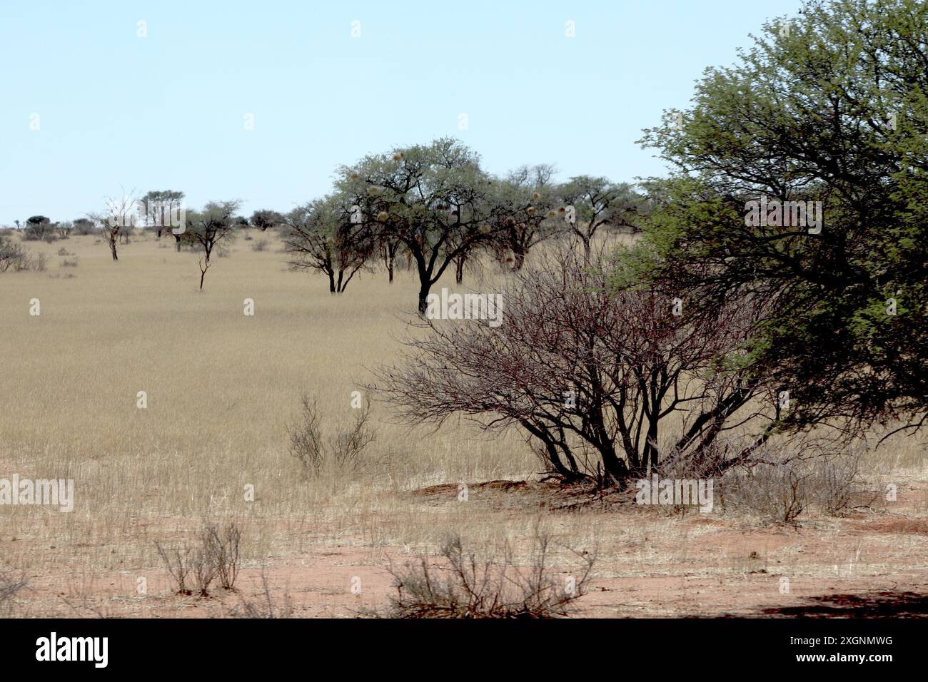 Paysage le long de la route B 1, au sud de Windhoek, Namibie Banque D'Images