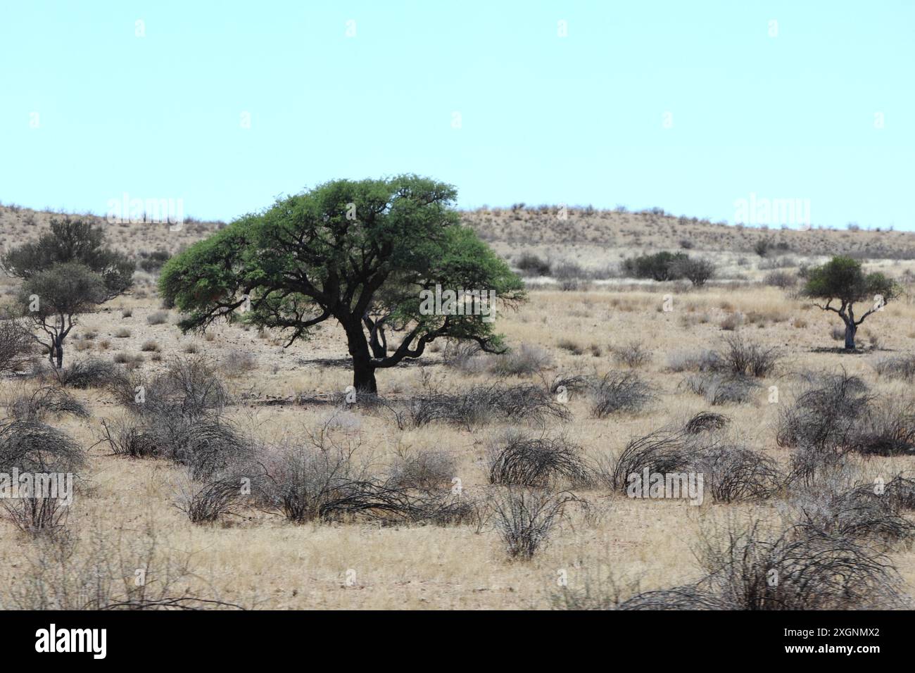 Paysage le long de la route B 1, au sud de Windhoek, Namibie Banque D'Images