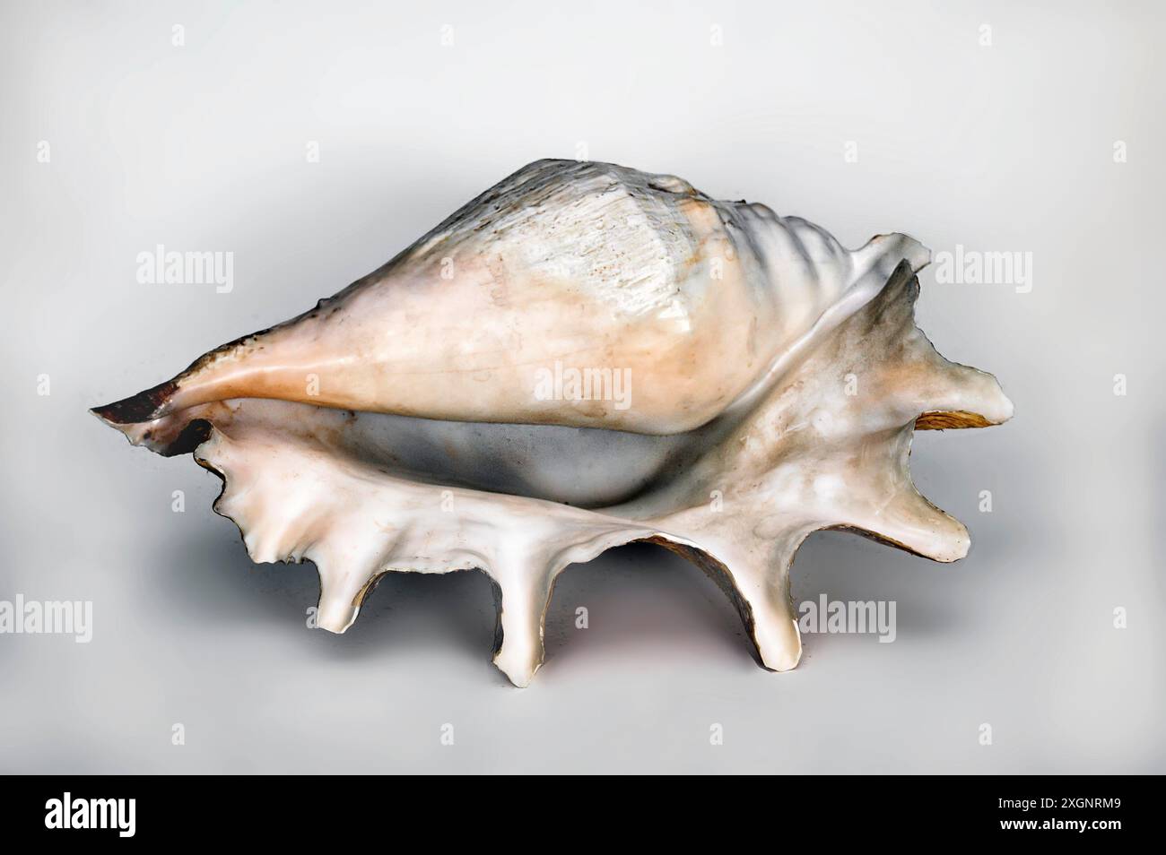 True conch Banque de photographies et d’images à haute résolution - Alamy