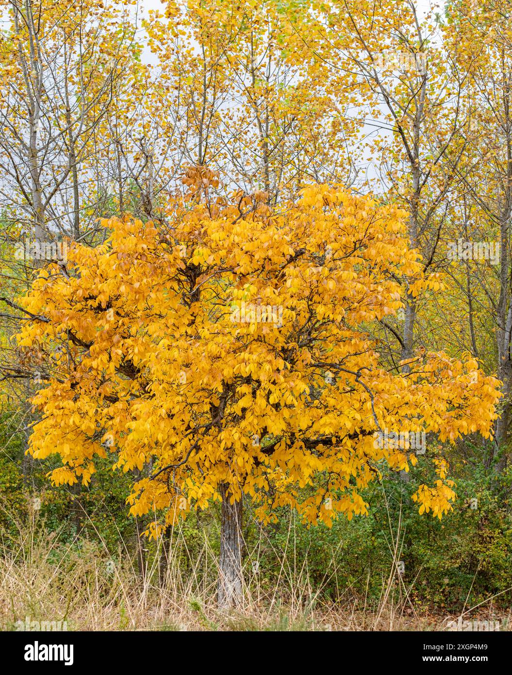 Châtaignier en automne, Covarrubias, province de Burgos, Espagne Banque D'Images