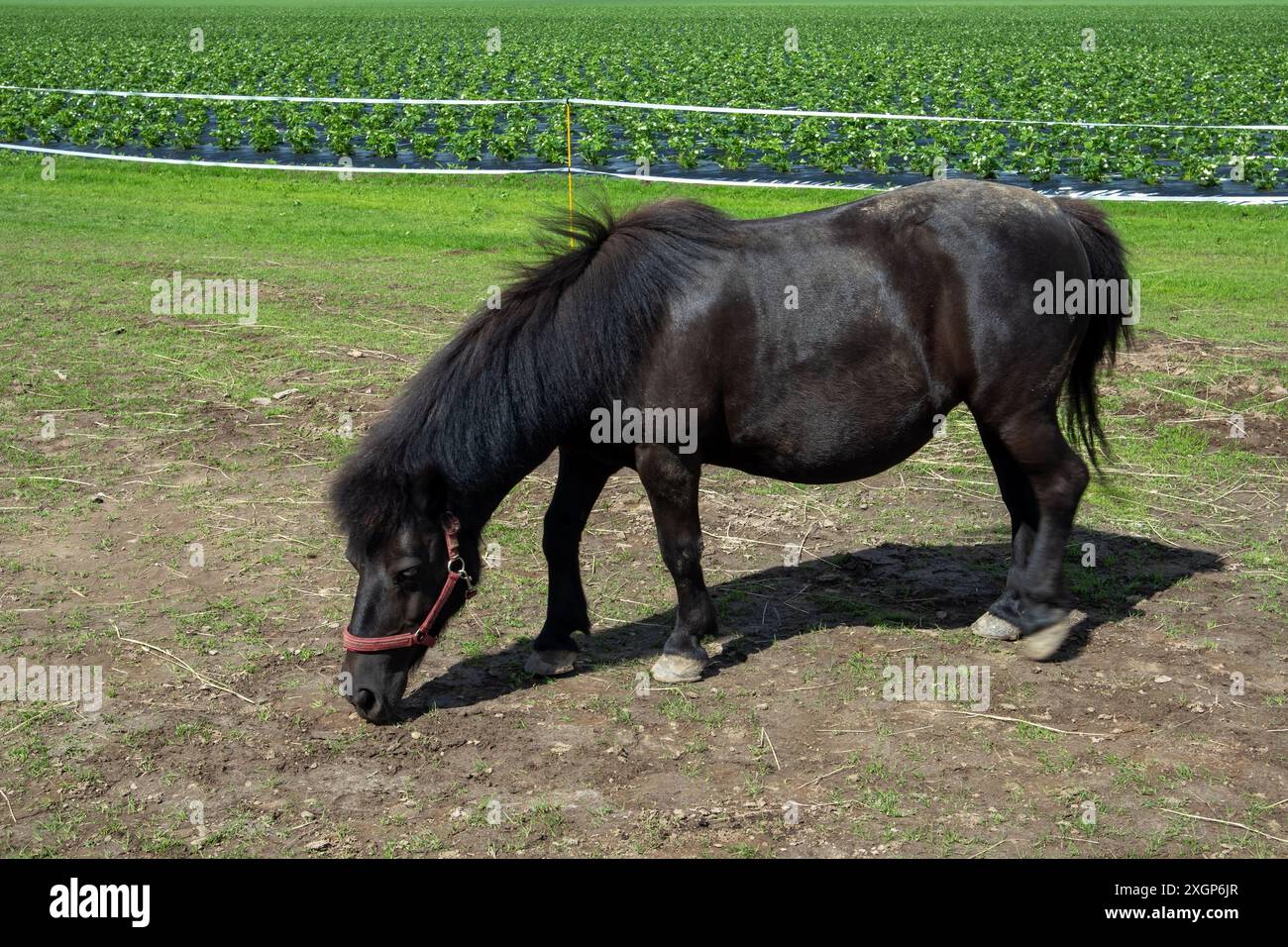 Poney solitaire debout dans un paddock Banque D'Images