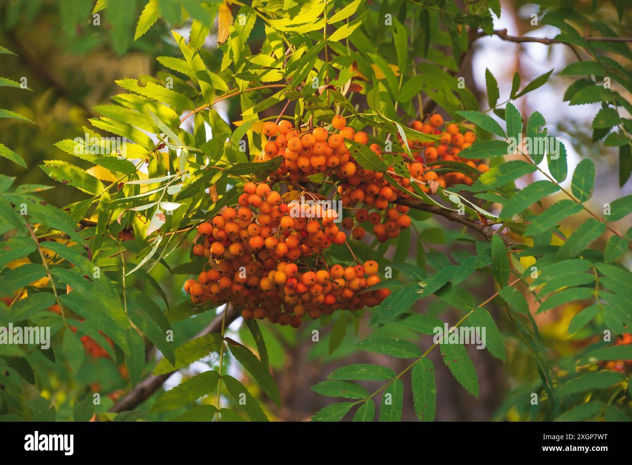 Baies de rowan rouge sur une branche, gros plan. Plantes et arbres dans la forêt. Arrière-plan naturel. Banque D'Images