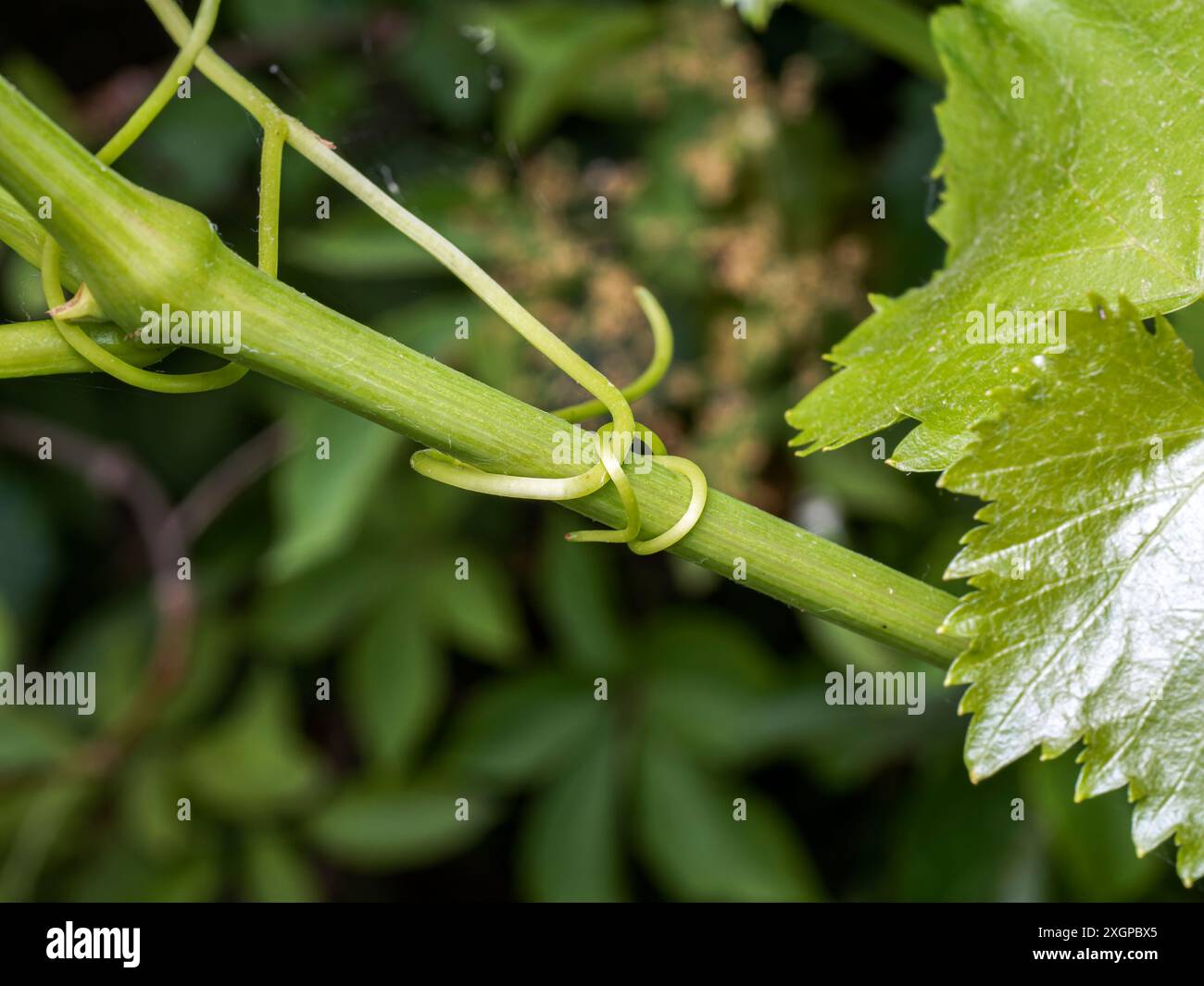 Vrille verte sur une branche dans la forêt tropicale du Costa Rica. plante envahissante. plante grimpante. Banque D'Images