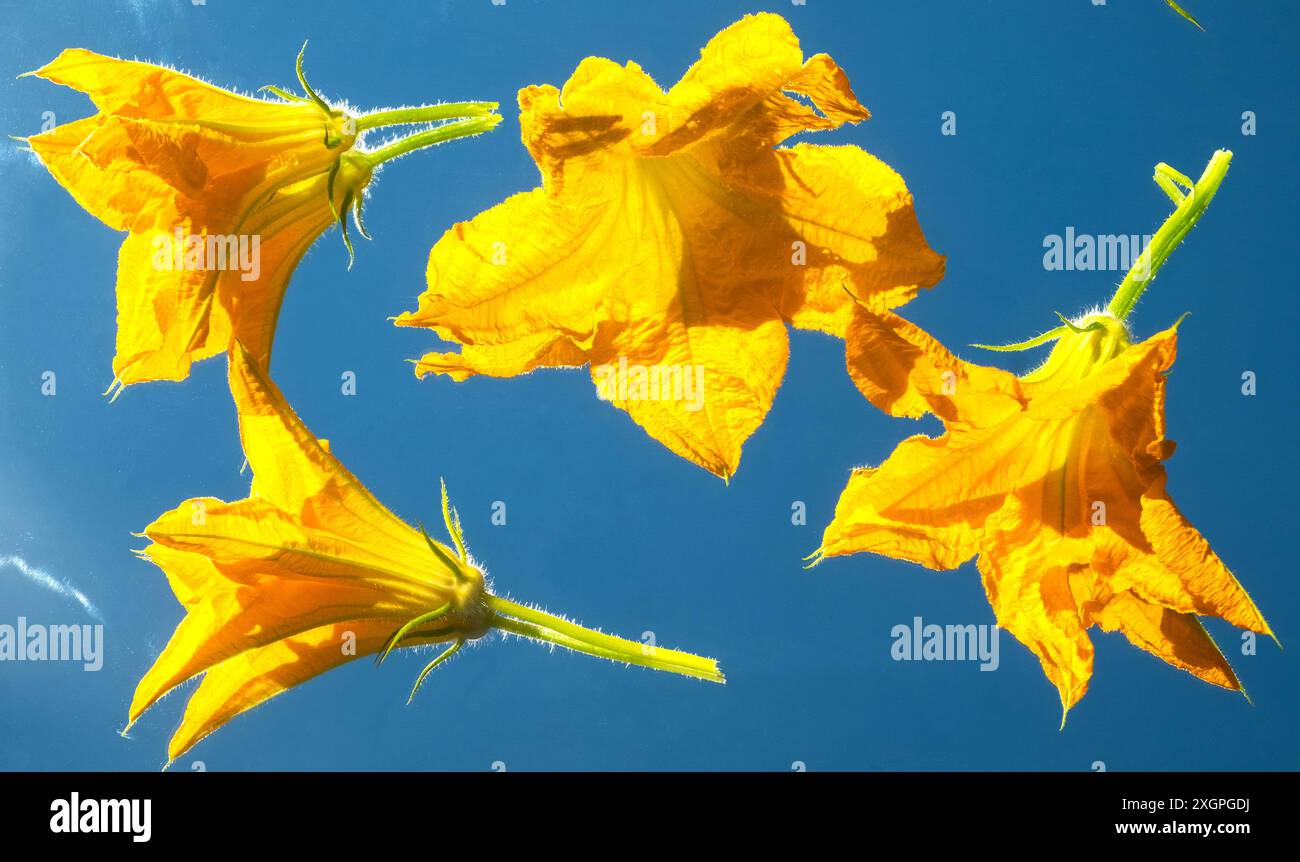 Fleurs de courge jaune vif se reflétant dans le miroir sur fond d'un ciel bleu clair, mettant en valeur la beauté délicate des fleurs i. Banque D'Images