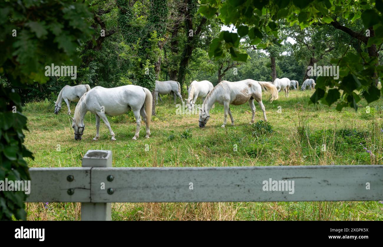 Chevaux blancs sur une prairie avec de nombreux arbres. Banque D'Images