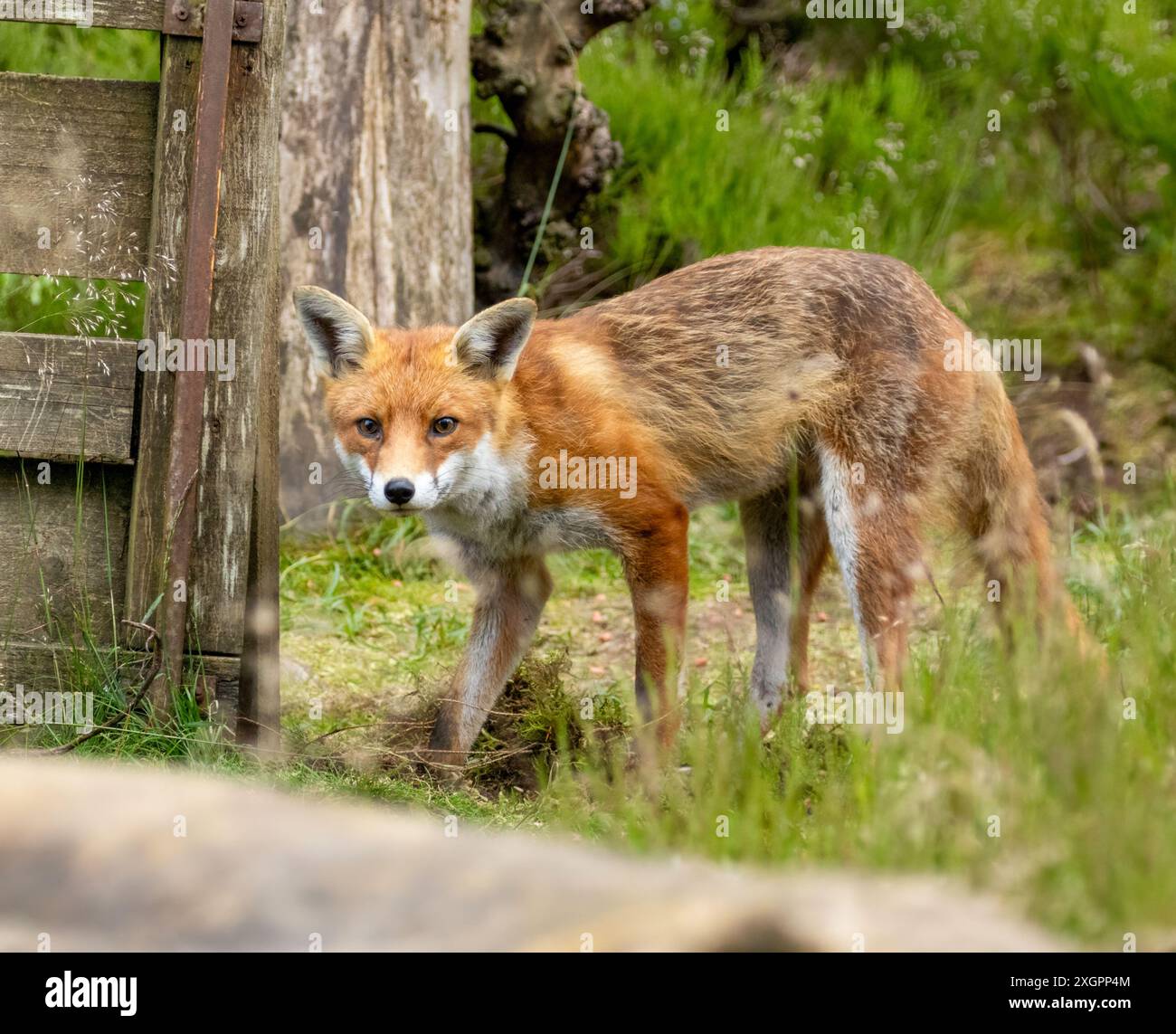 Beau renard curieux dans la forêt Banque D'Images