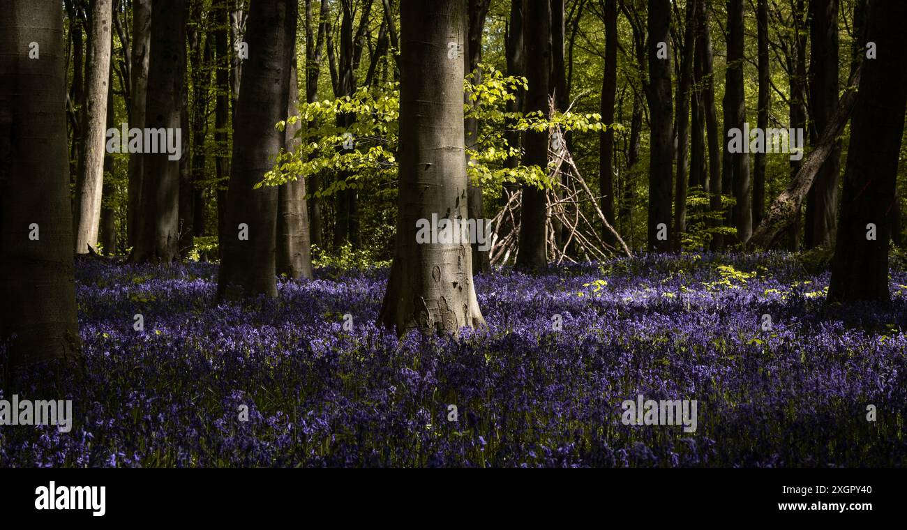 Bois Bluebell Banque D'Images