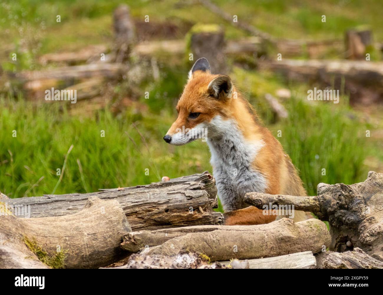 Beau renard curieux dans la forêt Banque D'Images