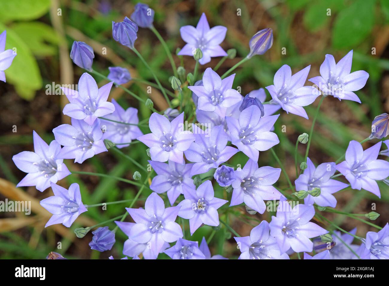 Bleu pâle Triteleia laxa, également connu sous le nom de prairie, lys triplés, ou lance d’Ithuriel, en fleur. Banque D'Images