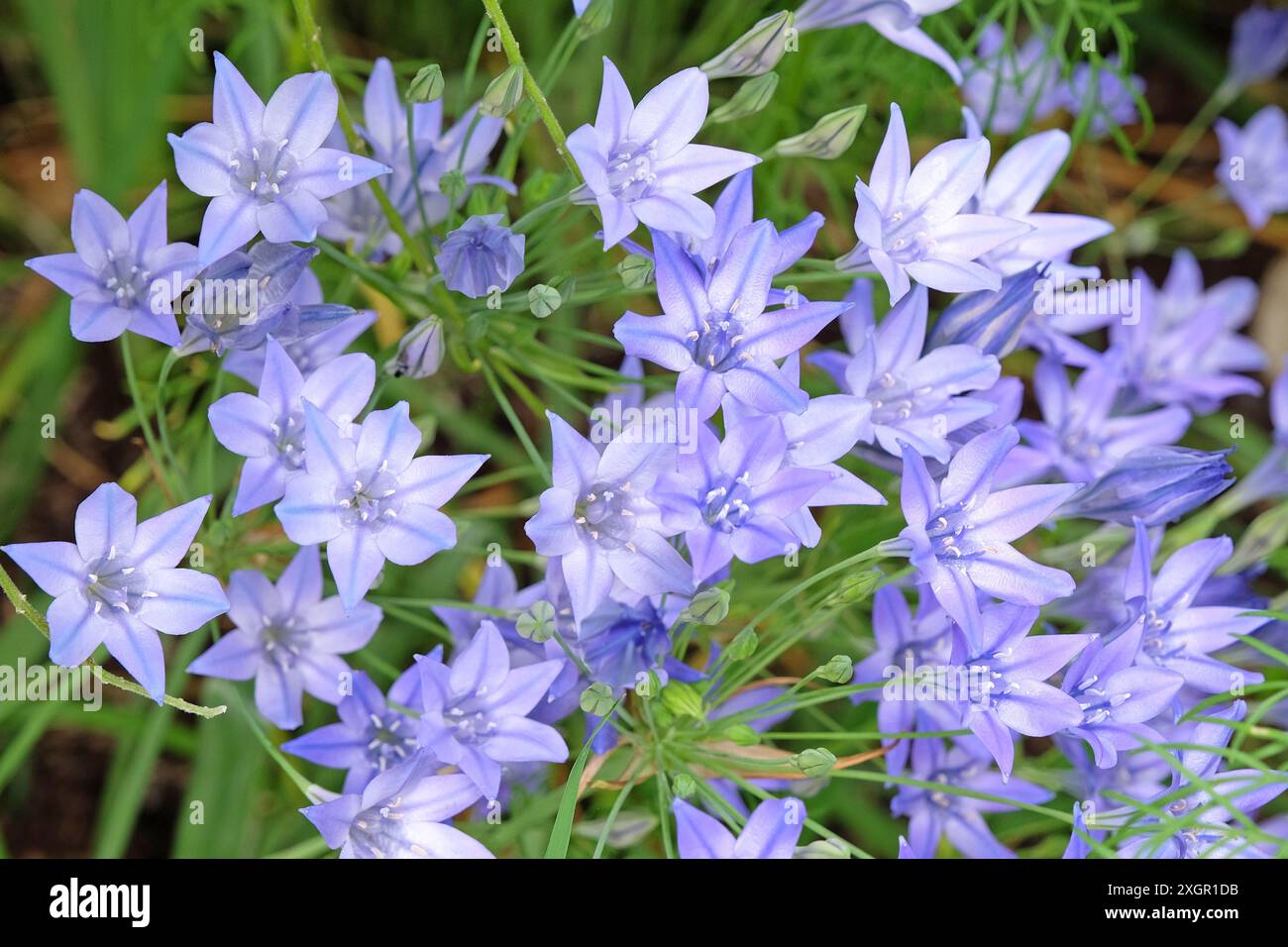 Bleu pâle Triteleia laxa, également connu sous le nom de prairie, lys triplés, ou lance d’Ithuriel, en fleur. Banque D'Images