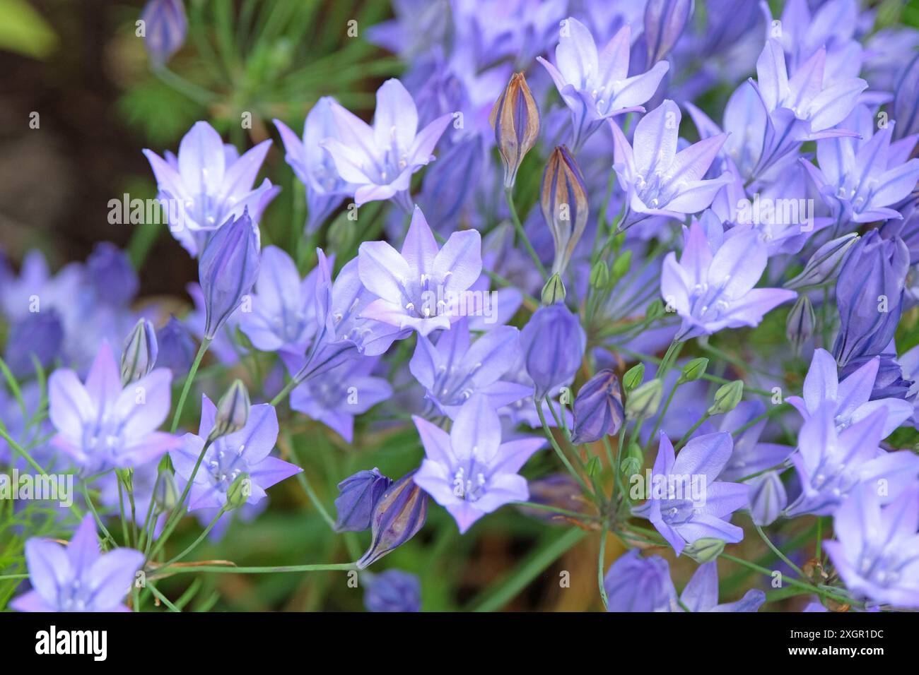 Bleu pâle Triteleia laxa, également connu sous le nom de prairie, lys triplés, ou lance d’Ithuriel, en fleur. Banque D'Images