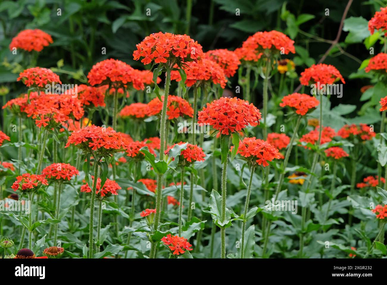 Lychnis chalcedonica rouge vif ou Croix de Malte en fleur. Banque D'Images