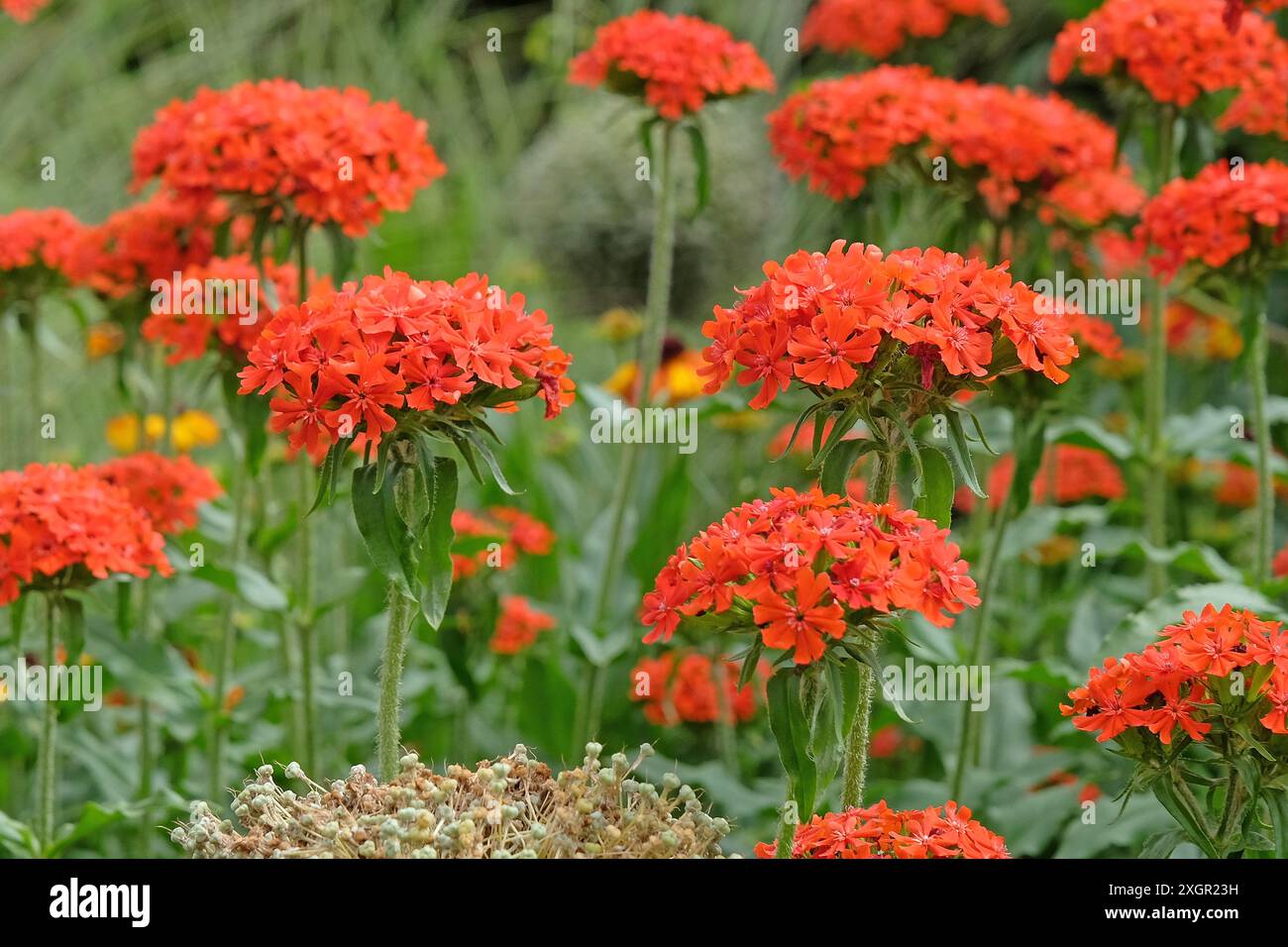 Lychnis chalcedonica rouge vif ou Croix de Malte en fleur. Banque D'Images