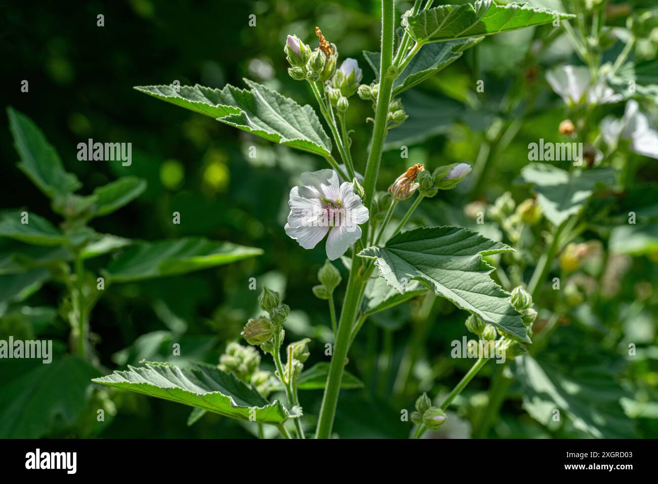 Marais Mallow Althaea officinalis en fleur. Jardin botanique, Freiburg im Preisgau, Allemagne, Europe Banque D'Images