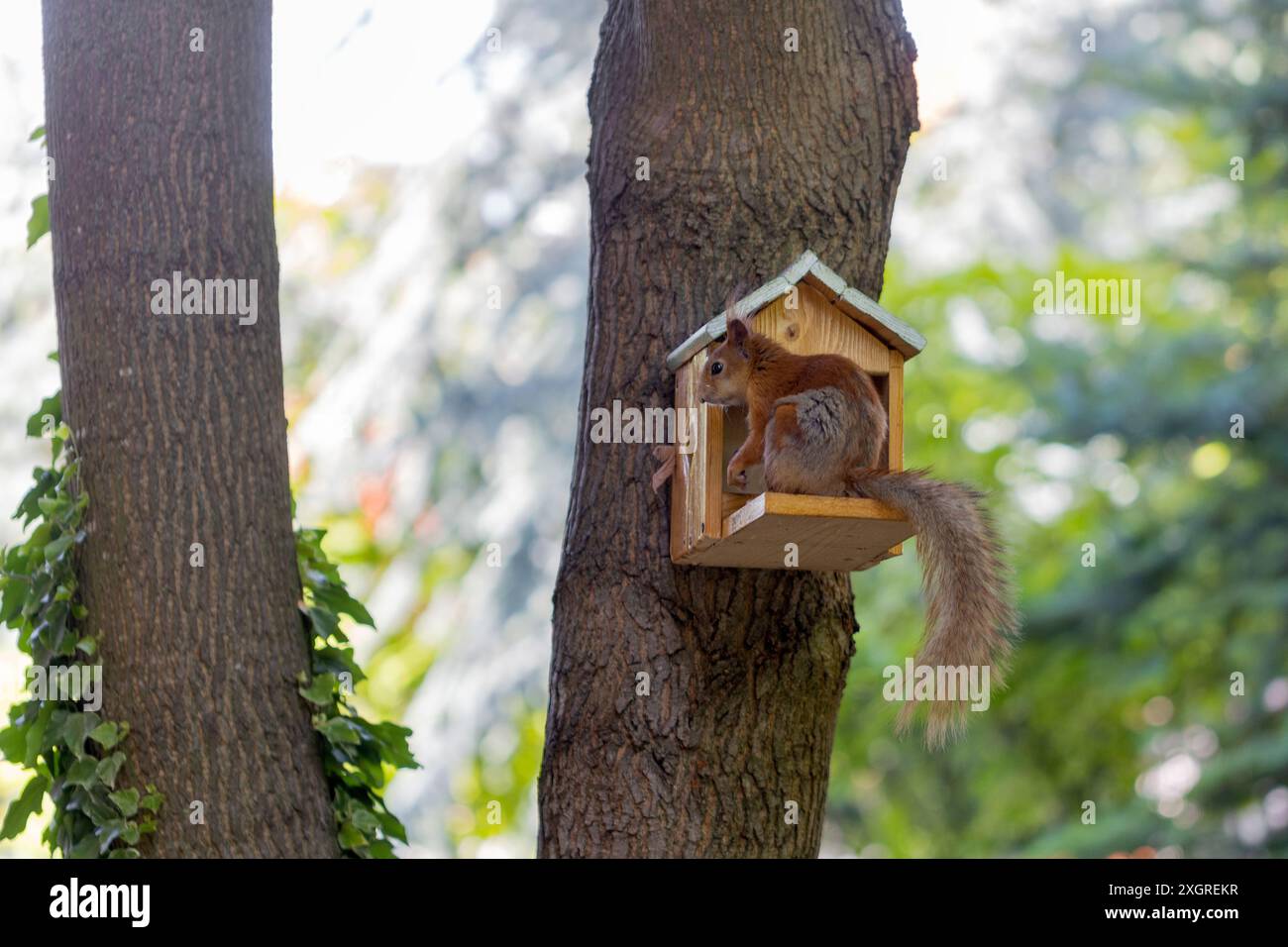 écureuil moelleux aux cheveux rouges s'assoit et mange une noix dans une mangeoire à oiseaux en bois sur un arbre dans un parc d'été. Flou de mise au point. Bel écureuil rouge dans le parc. Ski Banque D'Images