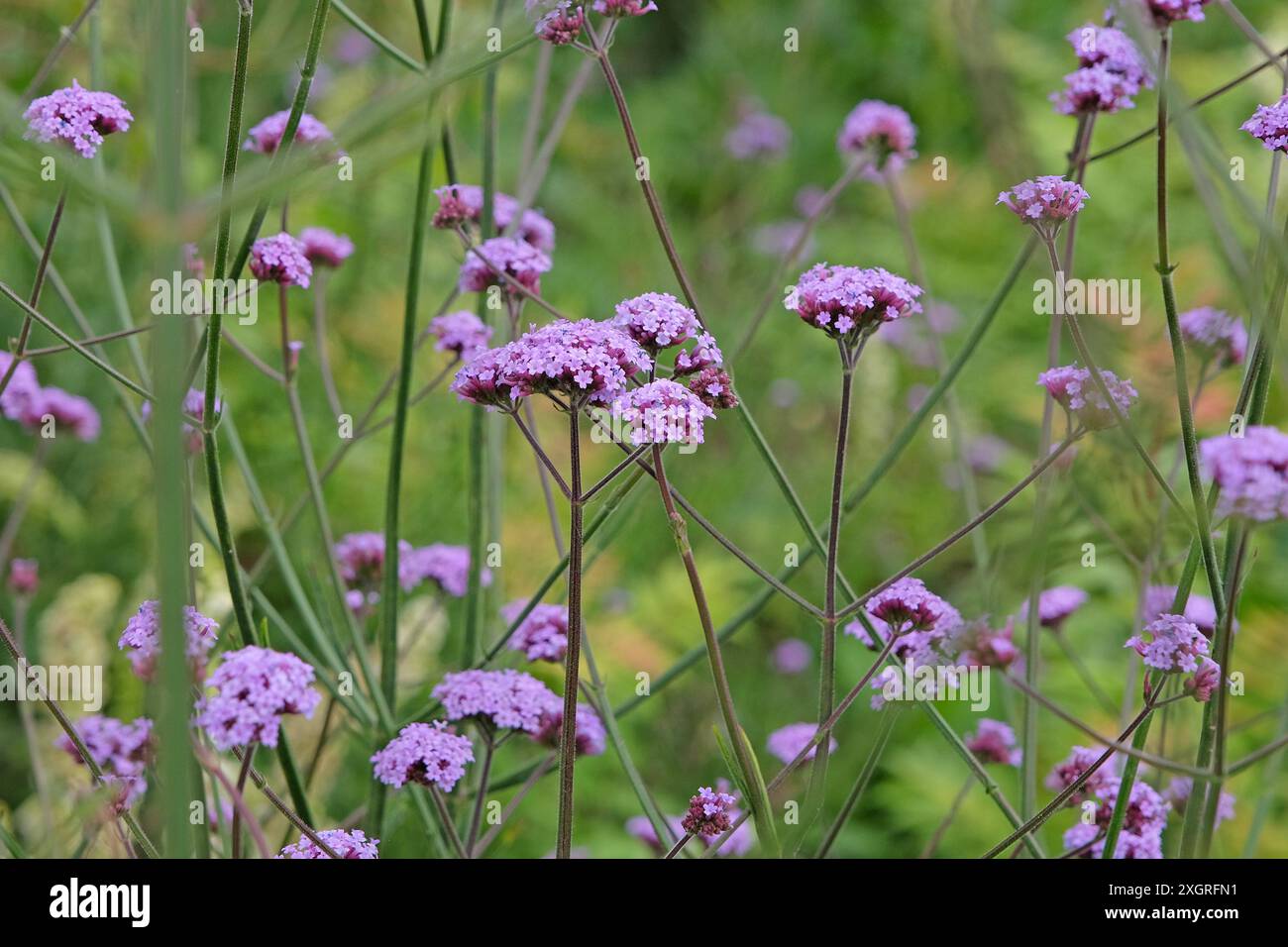 Lilas violet Verbena bonariensis, également connu sous le nom de verveine pourpre, verveine clustertop, verveine Argentine, en fleur. Banque D'Images