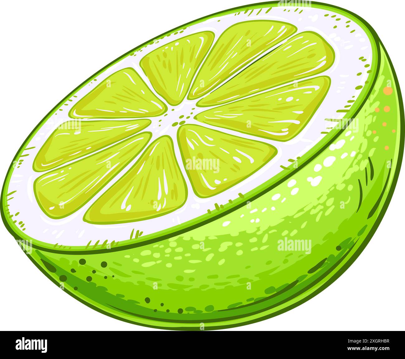 Illustration détaillée colorée de fruit de citron vert Illustration de Vecteur