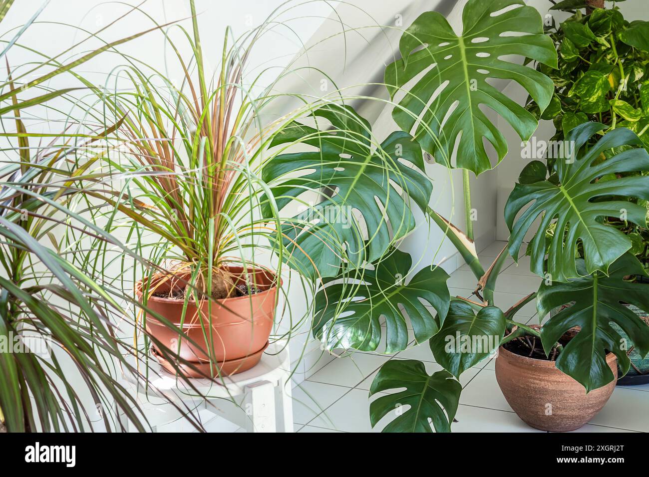 Plantes d'intérieur dans la pièce avec murs clairs, concept de jardin intérieur Banque D'Images