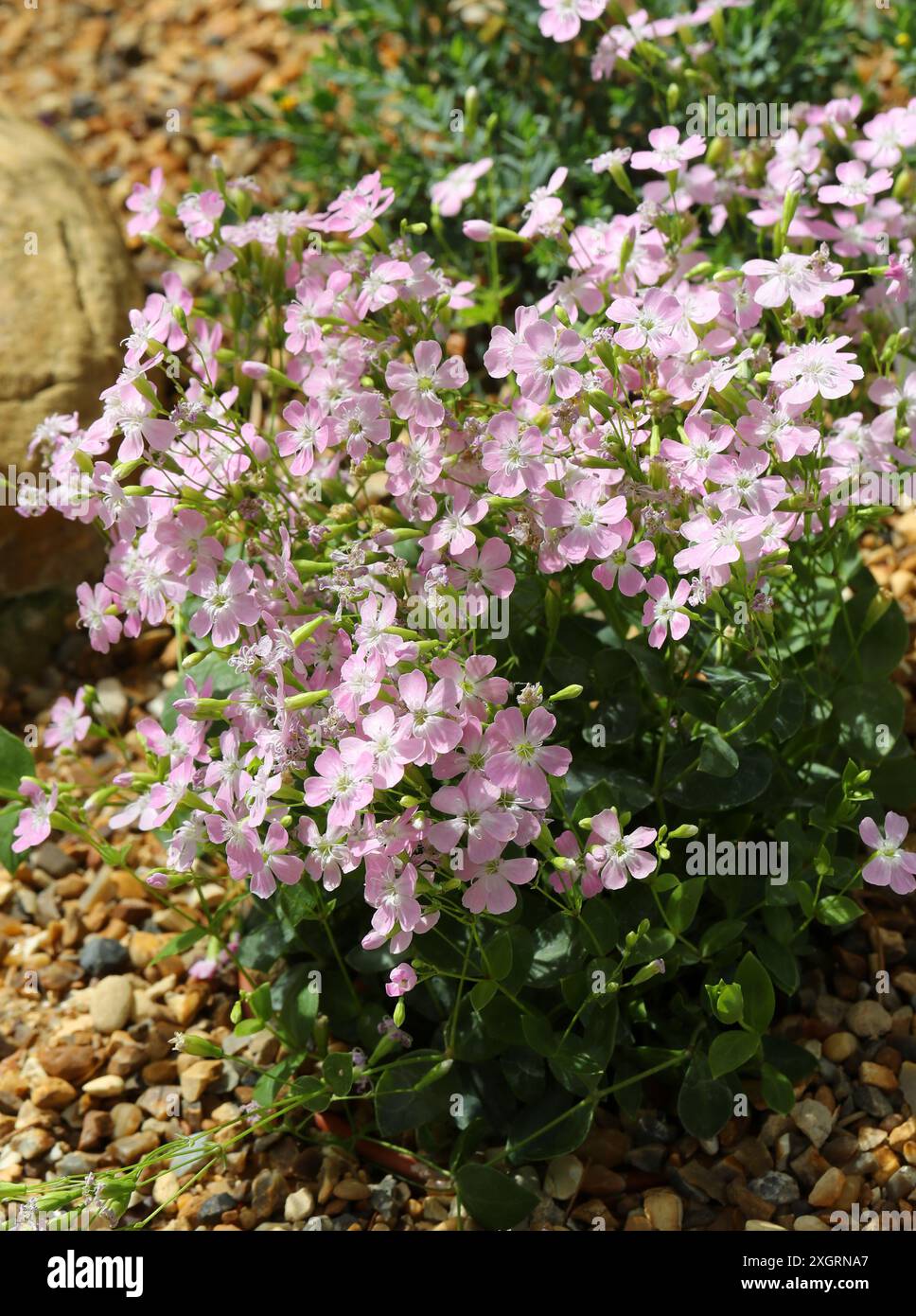 Petrocoptis pyrenaica, Caryophyllaceae. Pyrénées au nord de l'Espagne, Europe. Banque D'Images