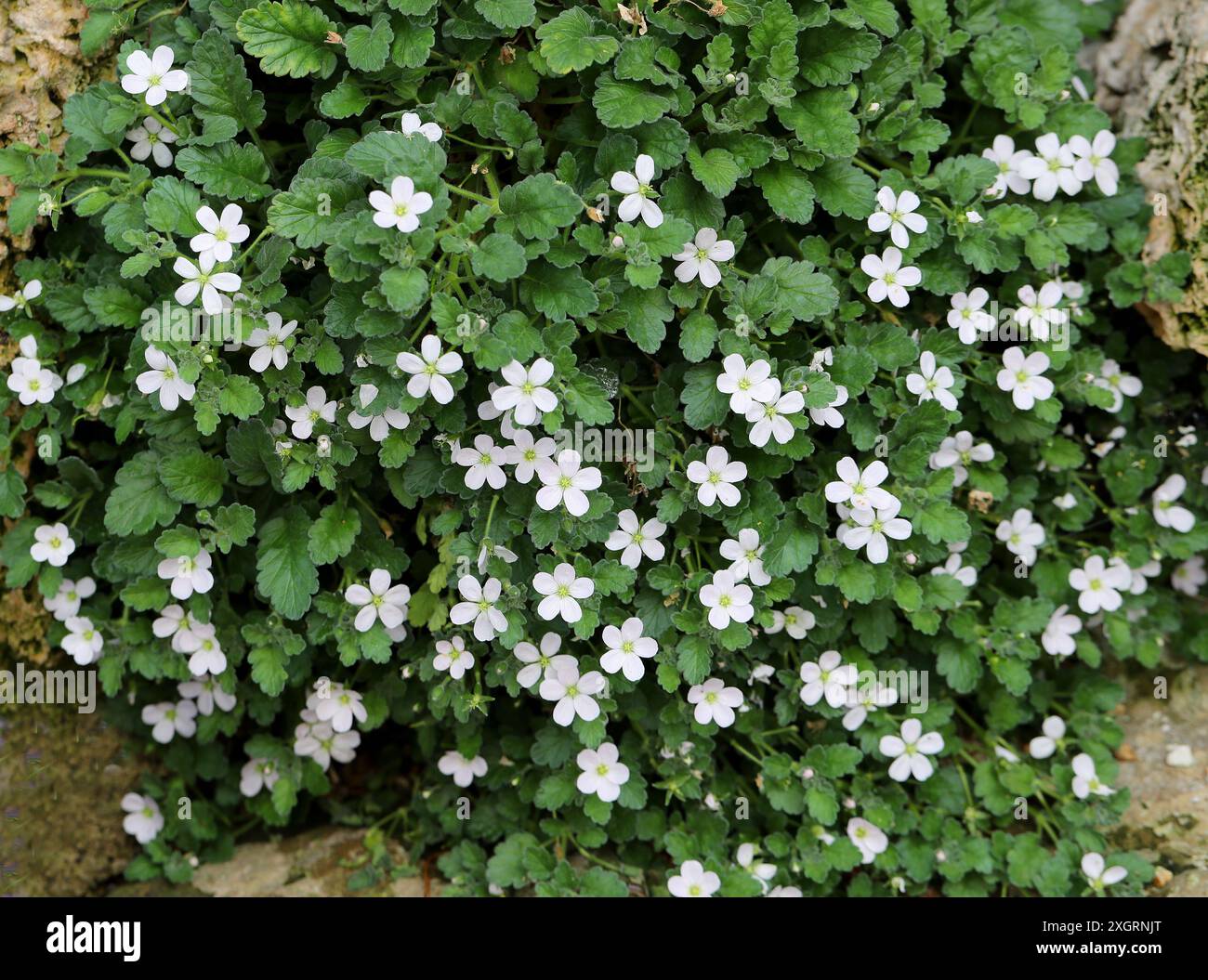 Géranium Corse, Corse Stork's-Bill ou Heronsbill, Erodium corsicum 'album', Geraniaceae. SYN. Géranium corsicum et Erodium malopoides. Corse Banque D'Images