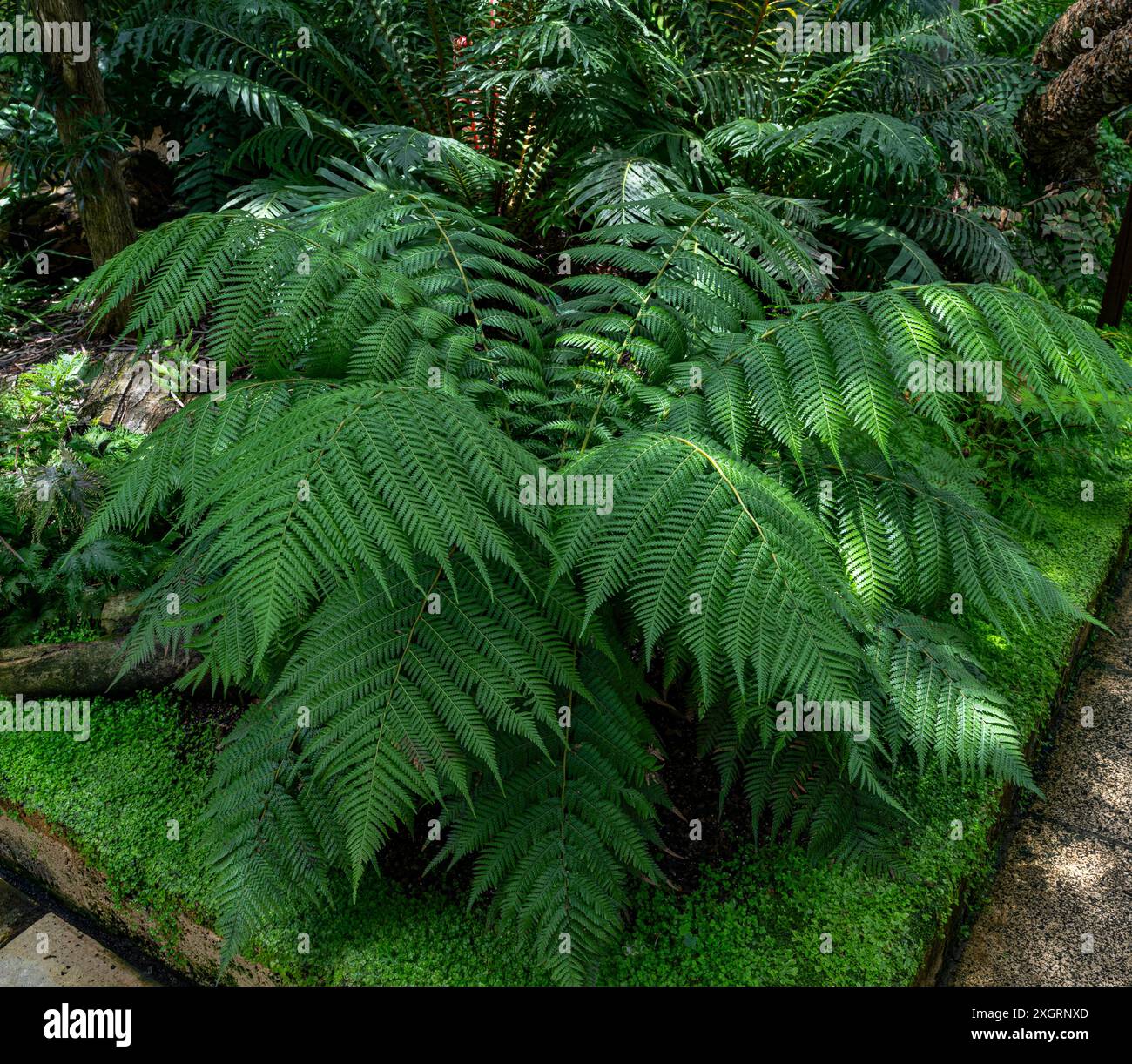 Le genre Blechnum gibbum appelé Silver lady ou Dwarf Tree Fern (Blechaceae) est une fougère ‚dur du genre Blechum de la famille des Blechaceae. Banque D'Images
