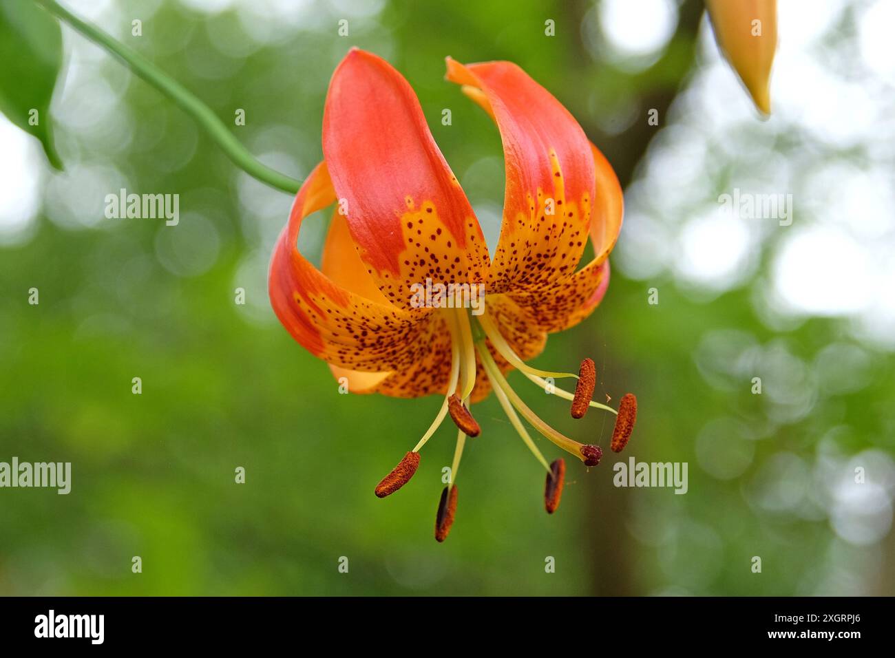 Orange et rouge, Lilium superbum, Turk’s Cap Lily, en fleur. Banque D'Images