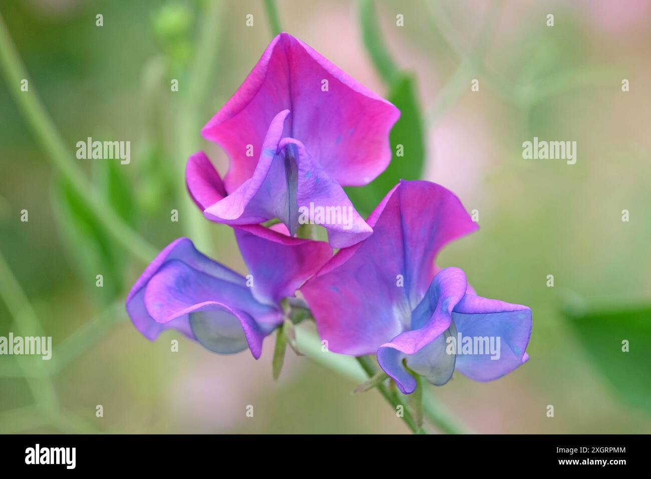 Bleu et rose Lathyrus odoratus, pois doux «Blue Shift» en fleur. Banque D'Images