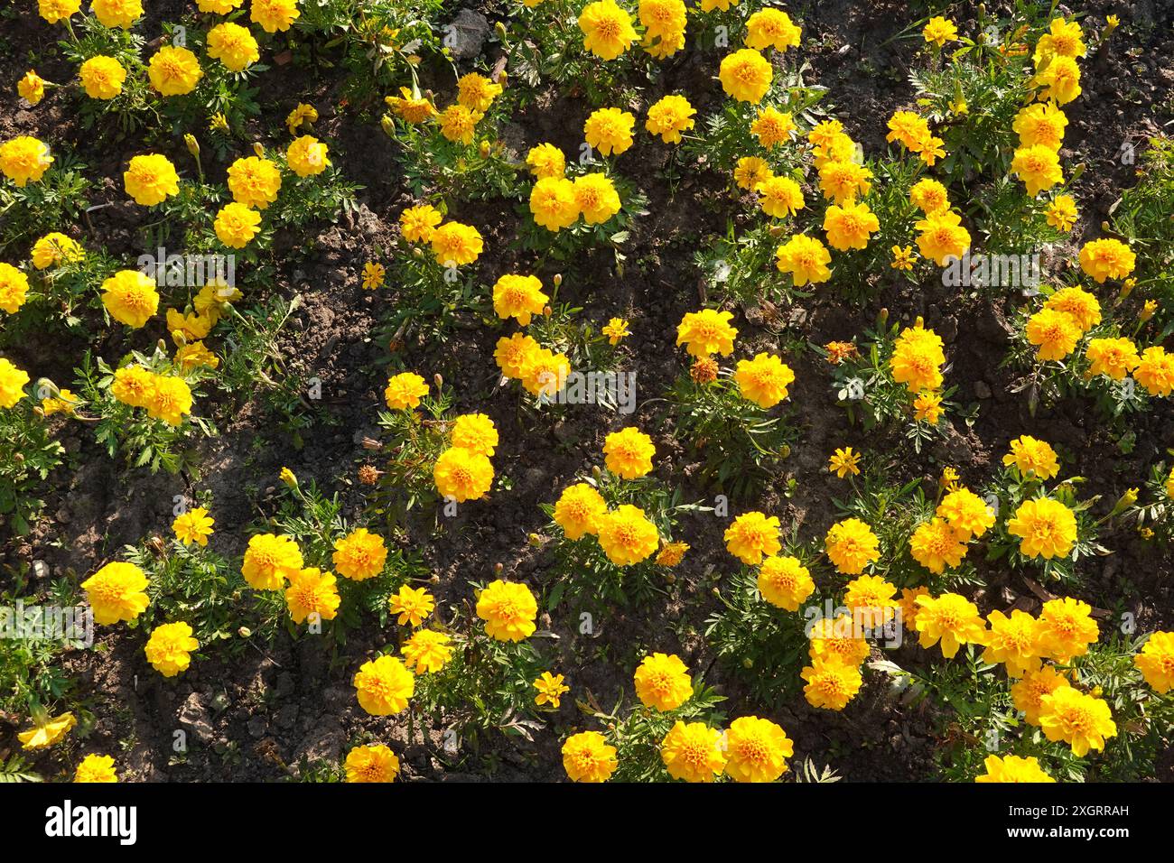 Beaucoup de fleurs de souci jaune comme tapis de fleurs dans le jardin dans la journée d'été ensoleillée vue de dessus en gros plan Banque D'Images