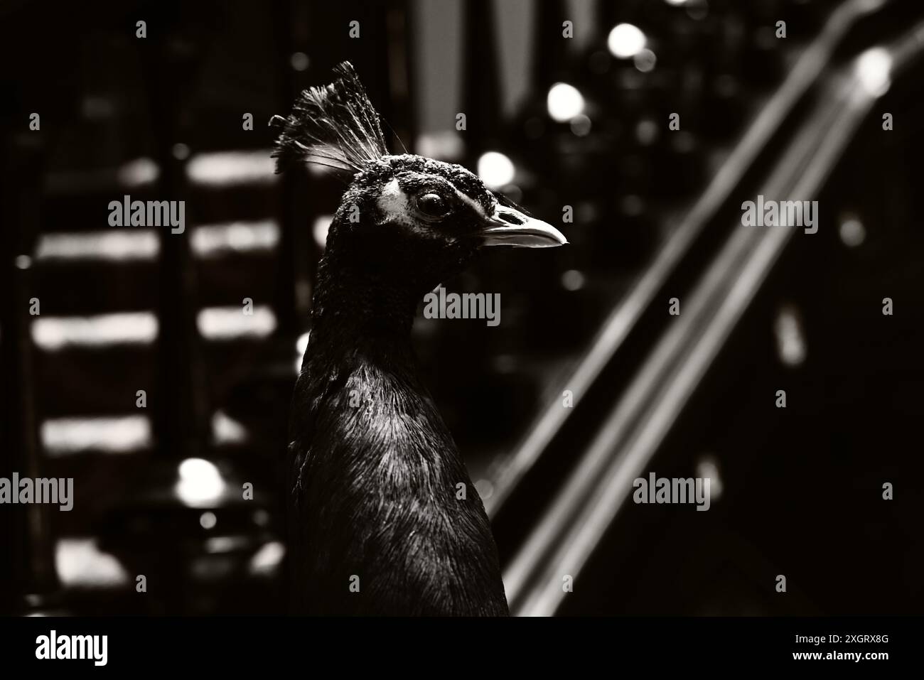 Leighton House Banque D'Images