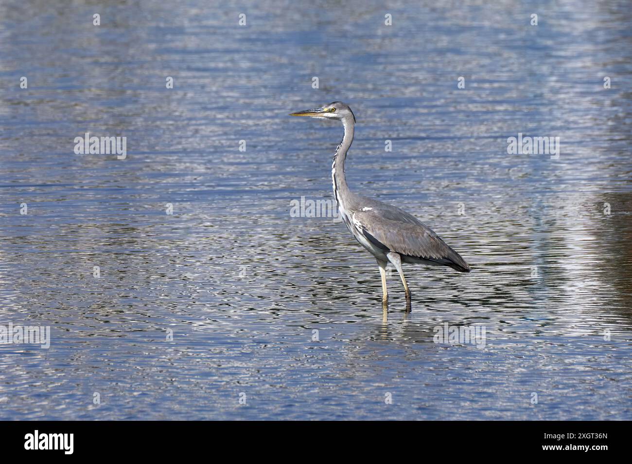 Heron gris (Ardea cinerea) debout dans la vue latérale dans l'eau brillante argentée bleue Banque D'Images