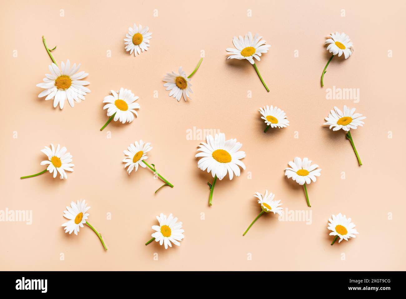 Motif de fleurs de marguerite de camomille sur fond beige clair. Maquette de texture florale d'été. Banque D'Images