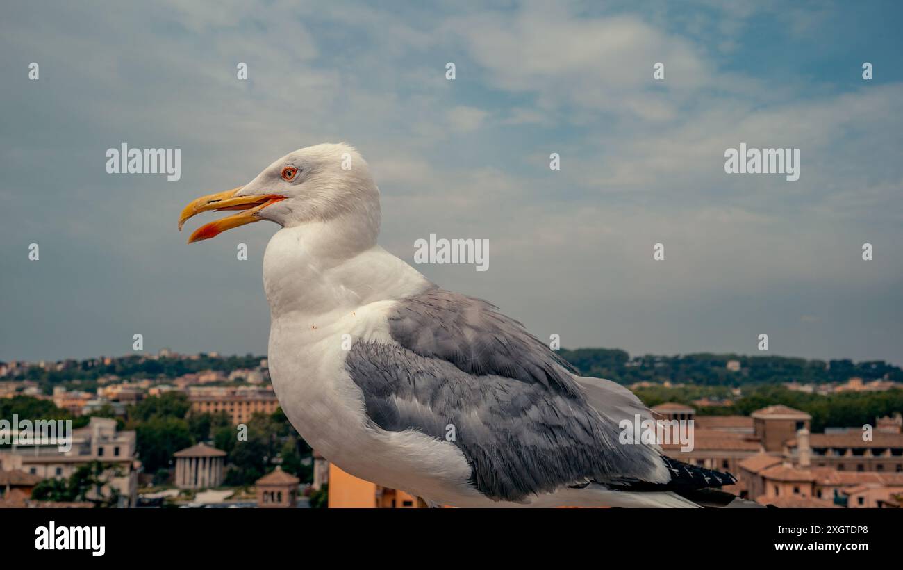 Profil latéral d'une mouette avec bouche ouverte. Banque D'Images