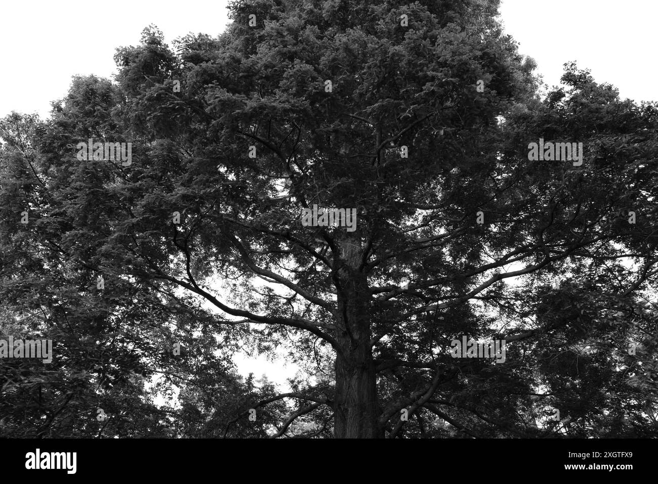 Bel arbre poussant à l'extérieur, effet noir et blanc Banque D'Images