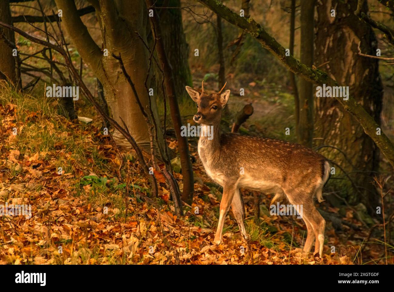 Jeune cerf dans le parc national néerlandais, Amsterdamse Waterleidingduinen près d'Amsterdam en automne Banque D'Images