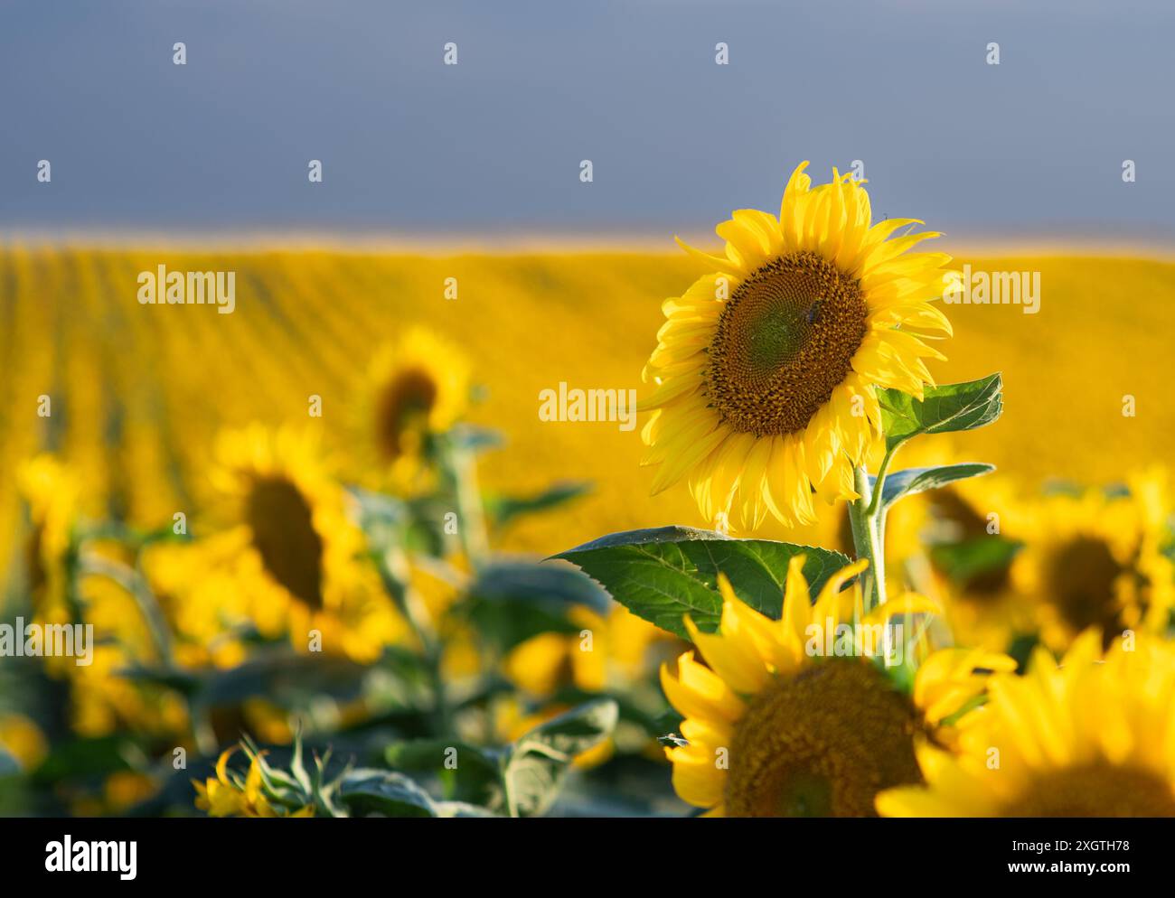 Tournesol en pleine fleur dans le champ des tournesols Banque D'Images