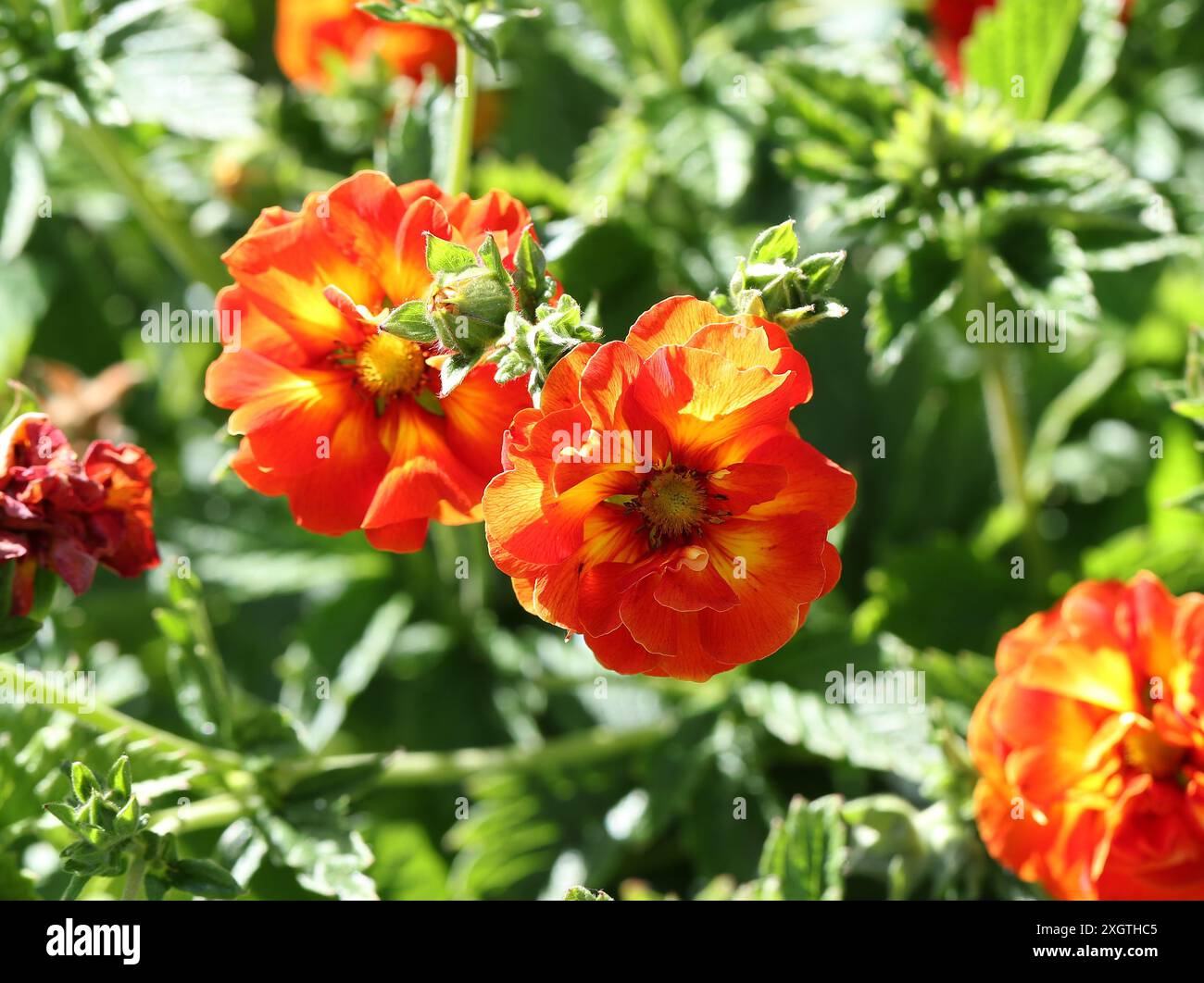 Cinquefoil, Potentilla 'Gibson's Scarlet', Rosacées. Origine du jardin. Banque D'Images