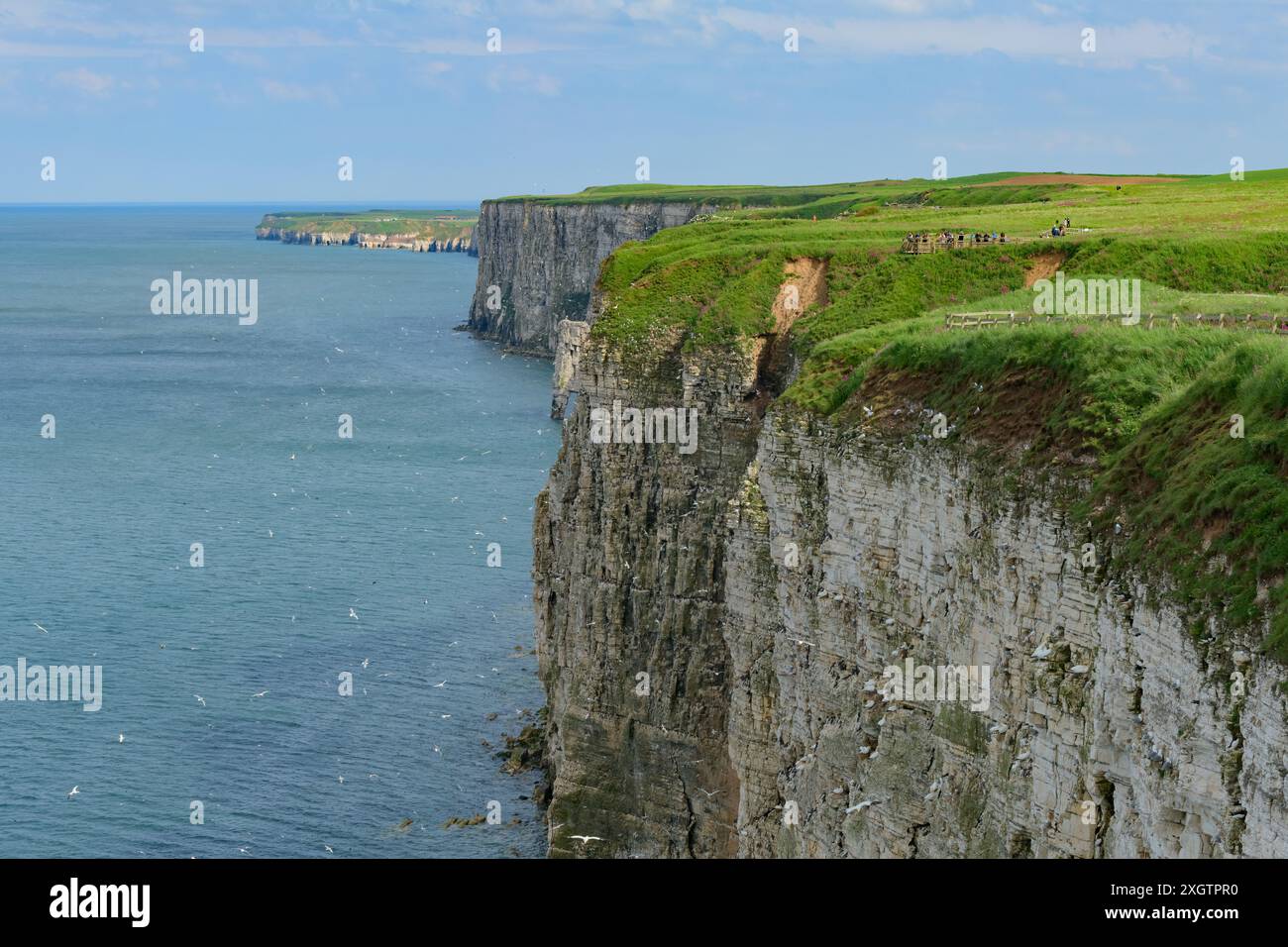 Falaises de Bempton Yorkshire Coast réserve d'oiseaux RSPB Banque D'Images