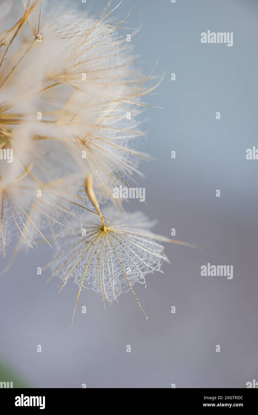 Cette image capture une seule graine de pissenlit, flottant éthérément sur un arrière-plan doux et flou. L'accent est mis sur les subtilités de son délicat fi Banque D'Images