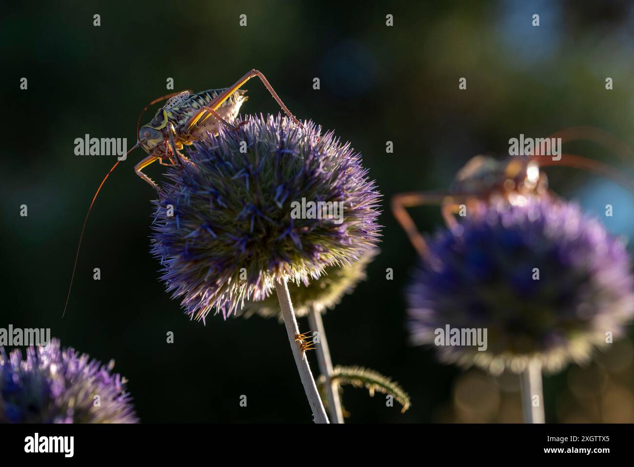 Une macro photographie détaillée capturant deux insectes, perchés sur des plantes de chardon violets vibrantes L'image met en valeur les détails complexes des insectes A. Banque D'Images