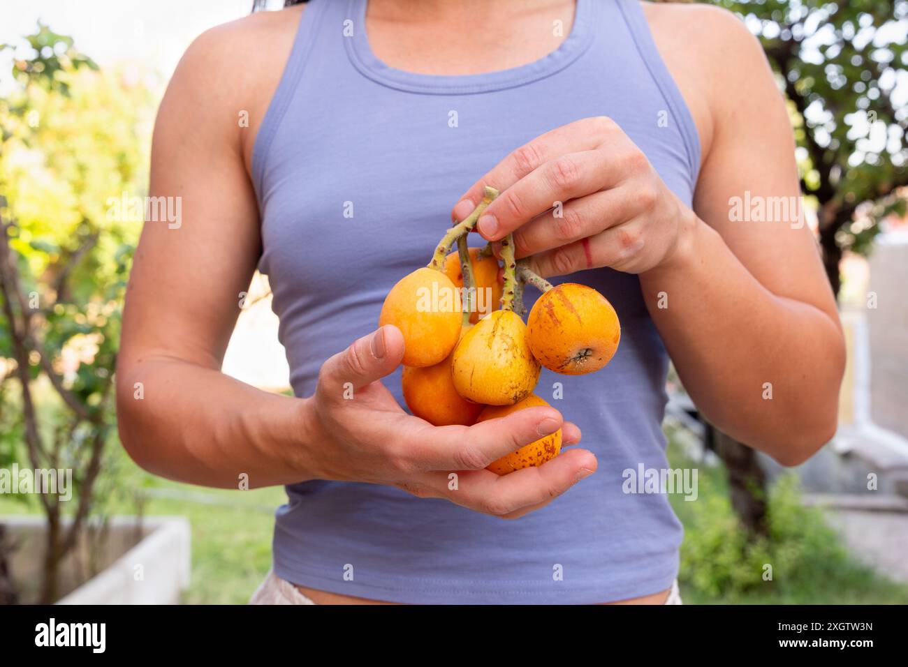 Gros plan d'une femme anonyme tenant dans ses mains un groupe de fruits loquats fraîchement cueillis. Elle porte un top décontracté, debout dans un gard vibrant Banque D'Images