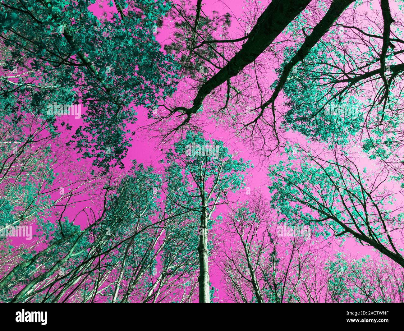 Une vue fascinante d'en bas d'une canopée forestière, avec les feuilles et les branches modifiées numériquement dans des tons vifs de rose et de vert, créant une étrange Banque D'Images