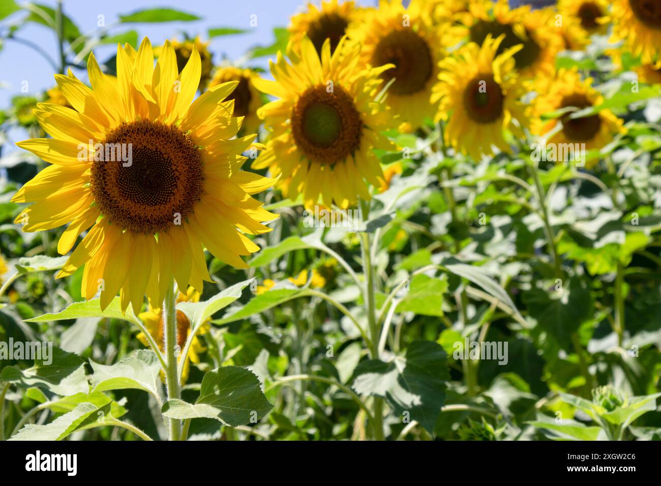De beaux tournesols jaunes fleurissent. Ciel bleu. Gros plan. Banque D'Images