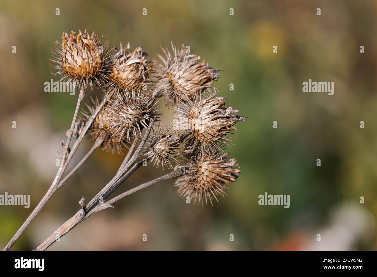 La plante de Burdock d'Herb de pruckly ou la plante d'Arctium de la famille des Asteraceae.Arcium brun sec moins.Têtes de graines séchées en automne.Bavures mûres avec aiguisées Banque D'Images