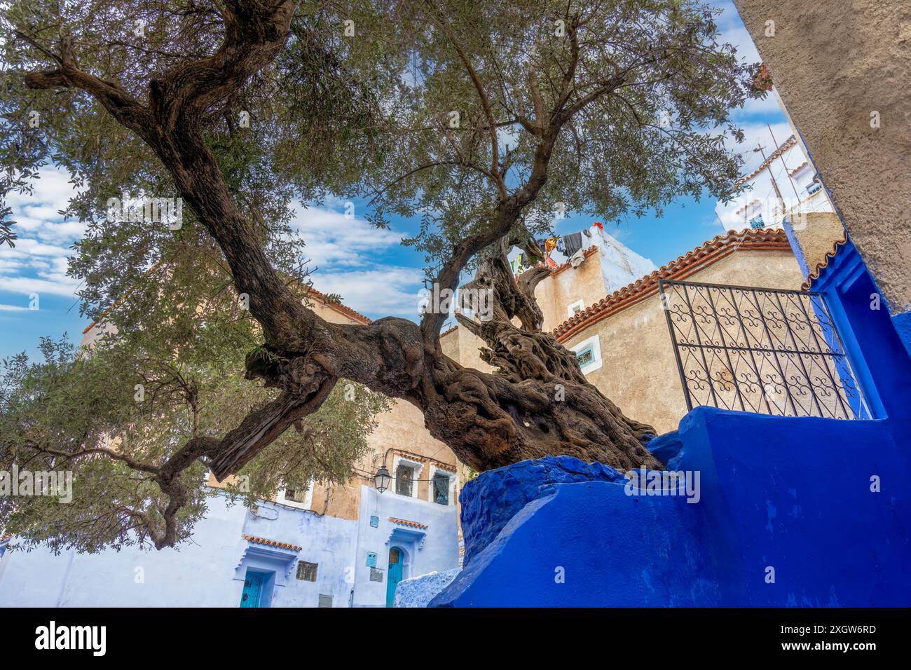 Les ruelles étroites et les escaliers attirent les touristes. Un vieil arbre. Maroc. Les maisons dans les tons de bleu et de blanc sont rêveuses et charmantes. Chefchao Banque D'Images