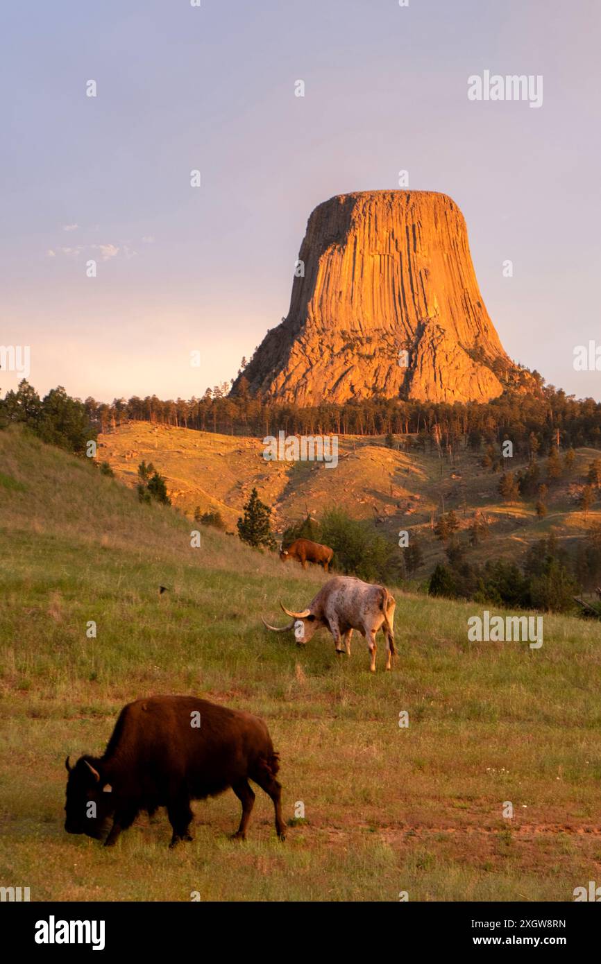 Vue emblématique de Bison et Longhorn qui paissent dans un champ sous Devils Tower dans le Wyoming Banque D'Images