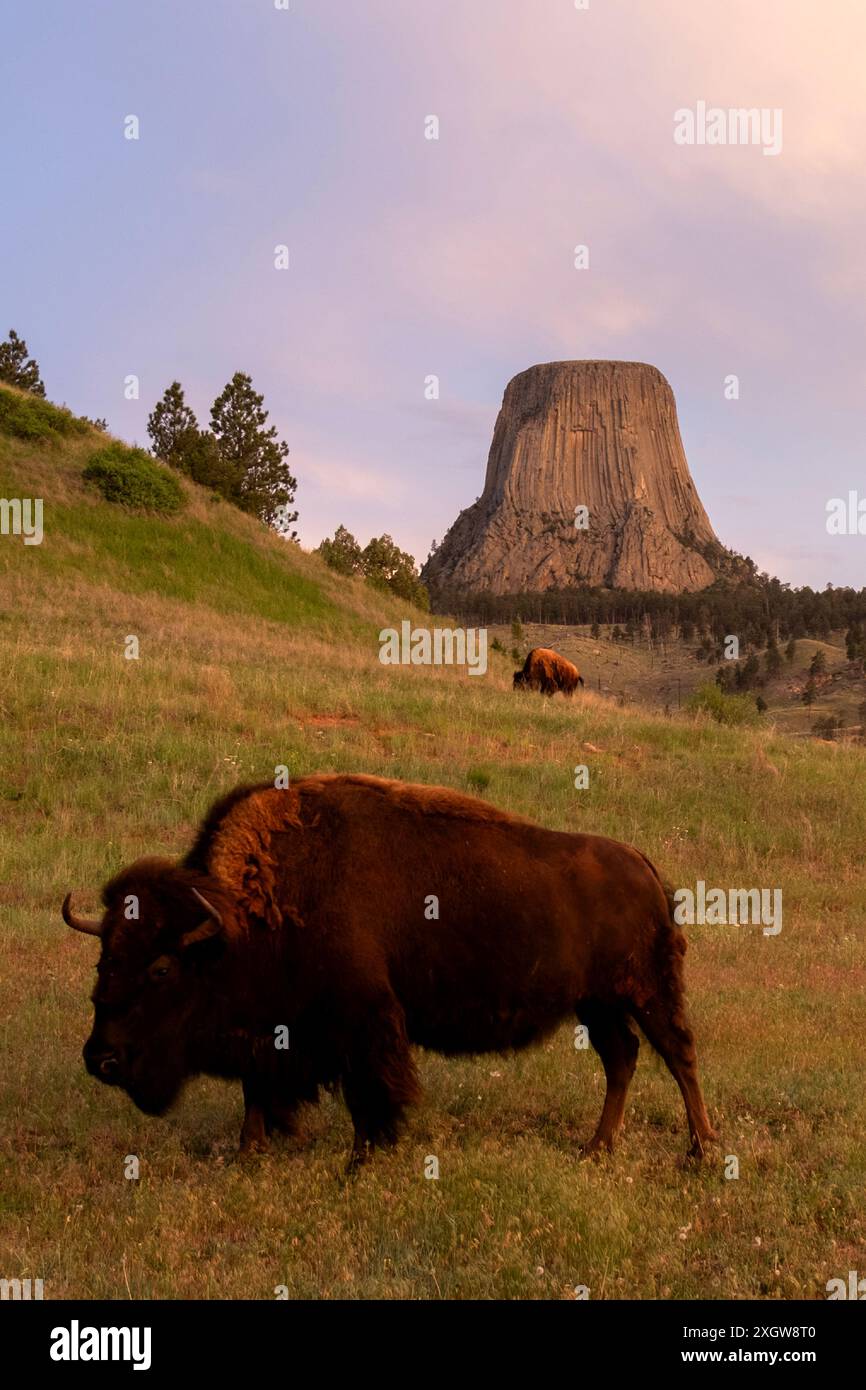 Buffalo paissant dans un champ sous Devils Tower National Monument dans le Wyoming Banque D'Images