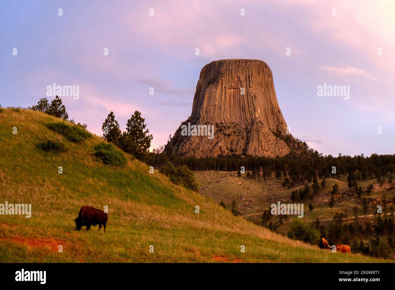 Bison seul paissant dans un champ avec Devils Tower National Monument derrière au lever du soleil dans le nord du Wyoming Banque D'Images